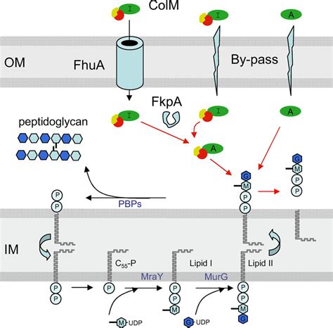 Synthesis of peptidoglycan lipid-linked intermediates and mode of... | Download Scientific Diagram