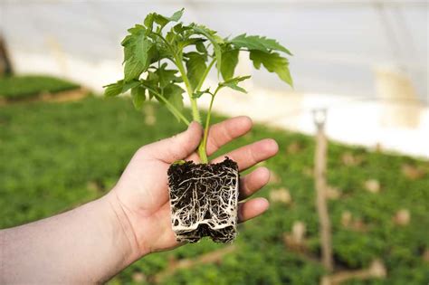 How to Make Plant Roots Grow Faster - Top Tips - Rural Living Today