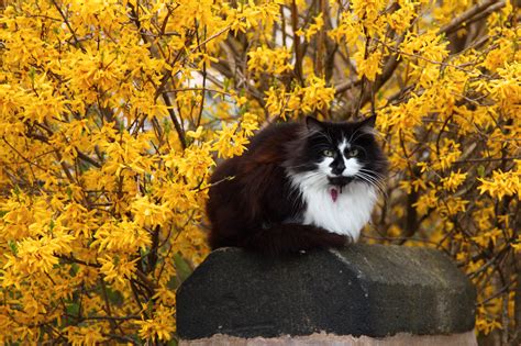 Cat With Yellow Flowers Free Stock Photo - Public Domain Pictures