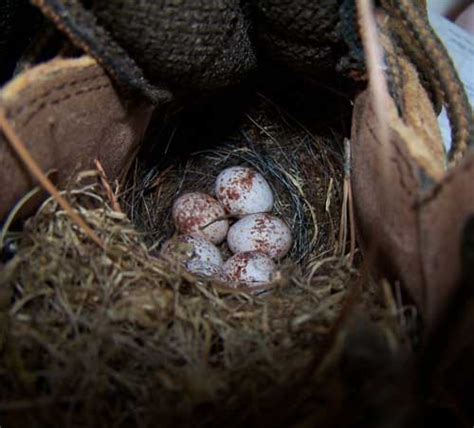 Picture of the week - Carolina Wren nest