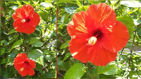 Hibiscus plant || Grow and Care Tips... 25/06/2020 - YouTube