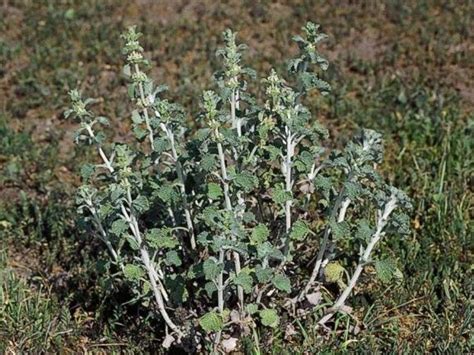 Marrubium vulgare Profile – California Invasive Plant Council