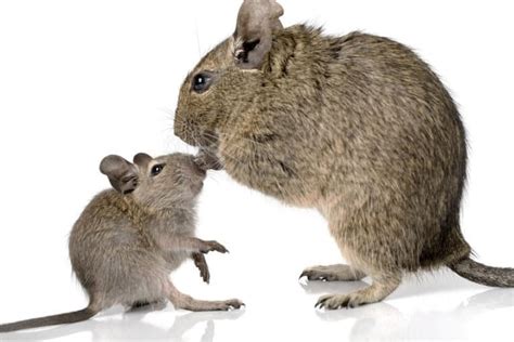 A Guide to Degu Behavior – What is Your Degu Expressing? – thepetsavvy.com