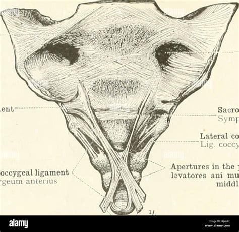 Sacrococcygeal hi-res stock photography and images - Alamy