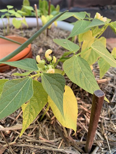 My bean plants are flowering but they’re only a few inches tall. Is that normal? I thought they ...