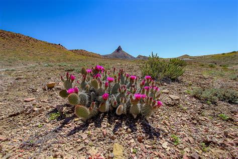 Cactus Bloom Pink - Free photo on Pixabay - Pixabay