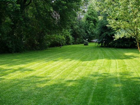 What a lawn | It was a nice day, i just mowed the lawn (whic… | Flickr