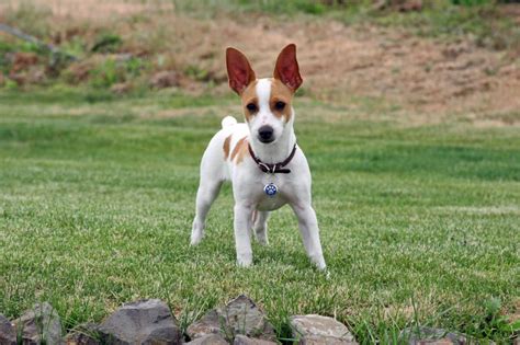 Teddy Roosevelt Terrier | National Kennel Club