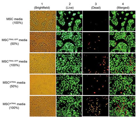 MSCTRAIL-mediated HepG2 Cell Death in Direct and Indirect Co-cultures