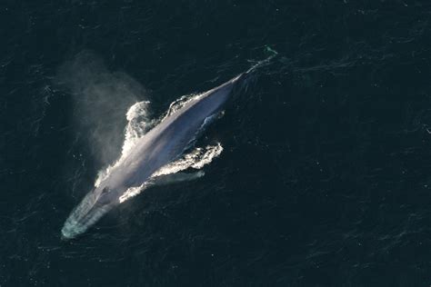 Rare New Species Of Beaked Whale Discovered In Alaska | IBTimes