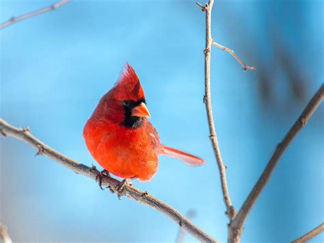 What is the State Bird of Kentucky? (And Why?) | Bird Fact