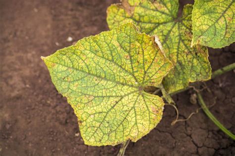 Cucumber Blight Diseases: Identification and Control - Garden.eco