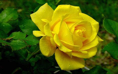 Download Yellow Flower Flower Earth Nature Rose Image