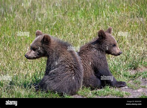 European brown bear cubs hi-res stock photography and images - Alamy