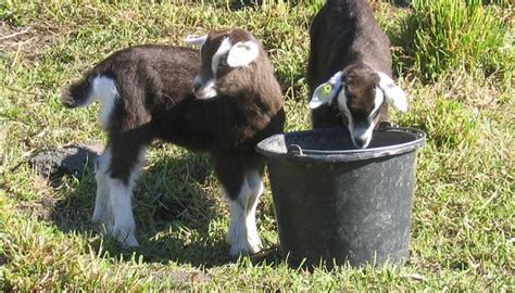 How to Breed Pygmy Goats | Animals - mom.me