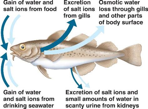 osmoregulation_saltwater.html 44_03OsmoregulationA.jpg