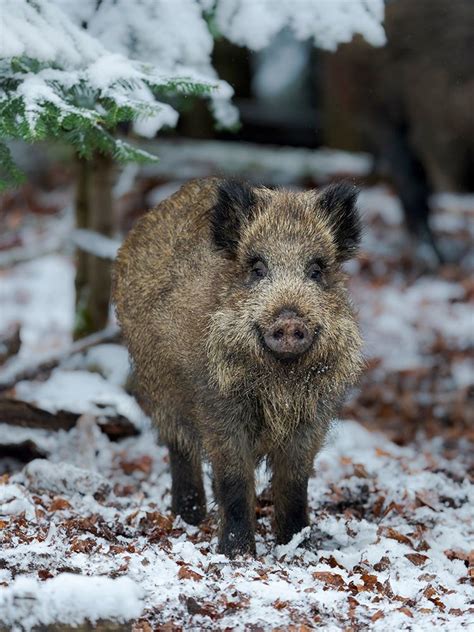 Somerset House - Images. WILD BOAR DURING WINTER IN HIGH FOREST ...