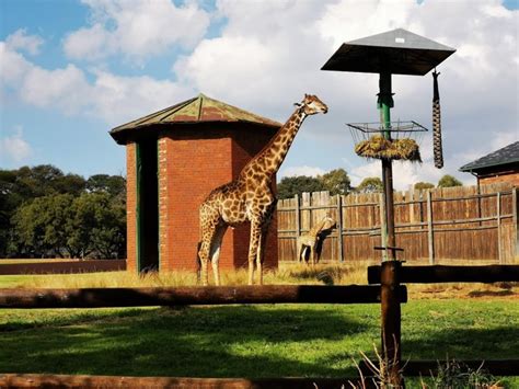 Top 4 Things to Do in Johannesburg Zoo