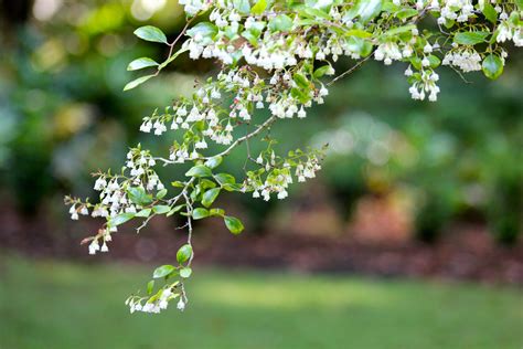 sparkleberry tree at www.southgatedesign.blogspot.com | Trees to plant, Backyard, Gate design