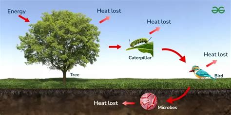 Community Ecology - Definition, Examples & Characteristics