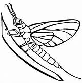 Silverfish Coloring Pages sketch template