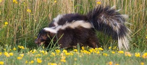 Skunk Trapping Tips – Should You Do it Yourself - Wildlifeshield.ca