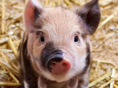 17 Best images about Teacup Pigs on Pinterest | Pets, Teacup pigs and Piglets