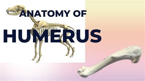 Anatomy of Humerus | General Osteology | Anatomy of Humerus of Dog ...