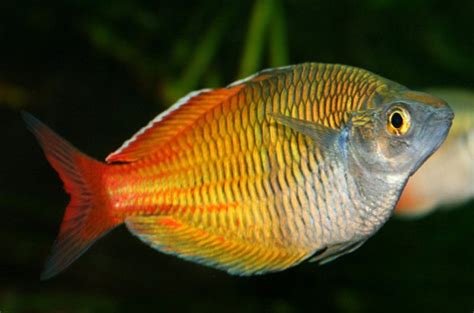 Rainbowfish | PetGuide