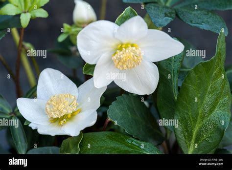 Helleborus niger Christmas Carol Christmas rose, hellebore Stock Photo - Alamy