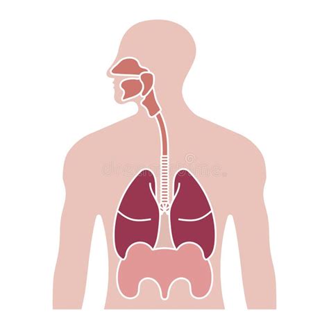 Human Respiratory System or Respiratory Tract Flat Color Icon for Apps ...