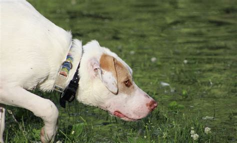 How To Use Your Dog's Sniffing As A Training Tool