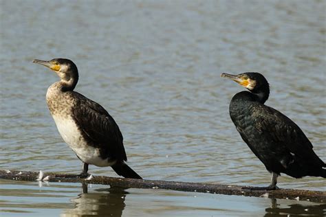 8+ Free White-Breasted Cormorant & Cormorant Images - Pixabay