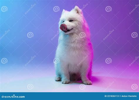 Portrait of Cute White Beautiful Samoyed Dog Posing Isolated on Blue Background in Pink Neon ...
