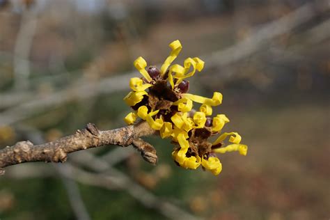 Photo #61548 | Hamamelis mollis | plant lust