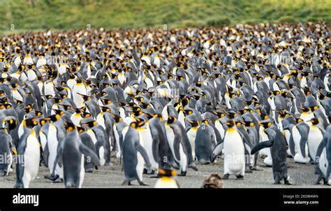 King Penguin Colony Gold Harbour - Thousands of king penguins, hundreds of gentoo penguins and ...