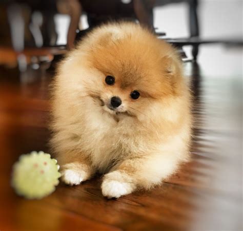 Pomeranian, my little Dolly. | Pomeranian puppy, Puppies, Cute baby animals