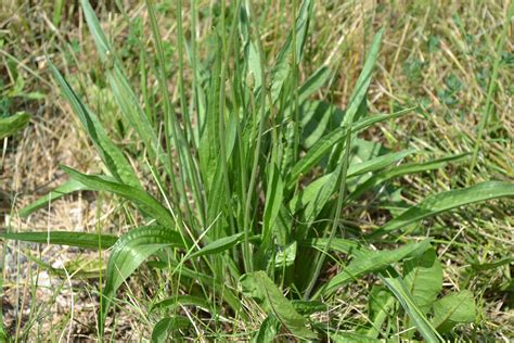 Buckhorn Plantain is a broadleaf weed found in Iowa lawns.