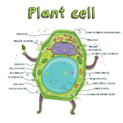 Royalty Free Vacuole Clip Art, Vector Images & Illustrations - iStock