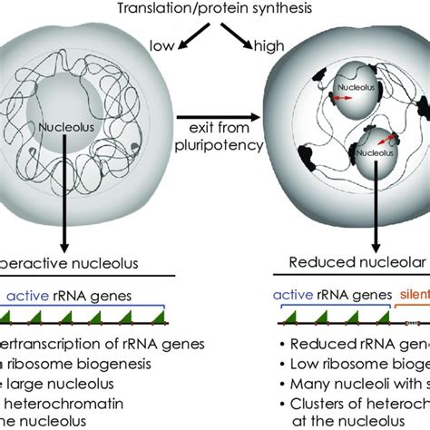 (PDF) Regulation and Roles of the Nucleolus in Embryonic Stem Cells: From Ribosome Biogenesis to ...