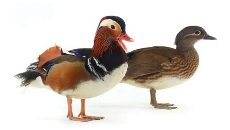 Mandarin Ducks - Why they are Symbol of Love and Marriage