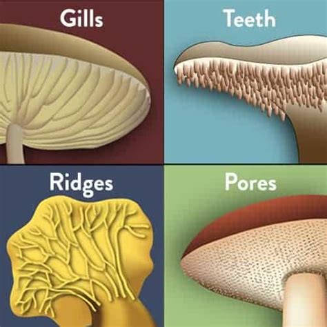 Mushroom Anatomy: A Deep Dive Into the Parts of a Mushroom