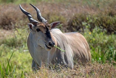 Africa | The Incredible Wildlife of Ghana - Travelgoeasy.com