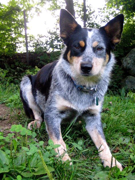 Border Collie Blue Heeler Mix: A Blend of Brilliance and Energy