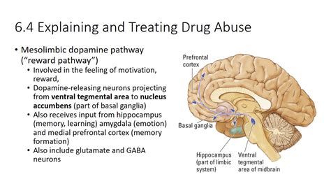 6. Influence of Hormones on Brain and Behavior part 2 - YouTube