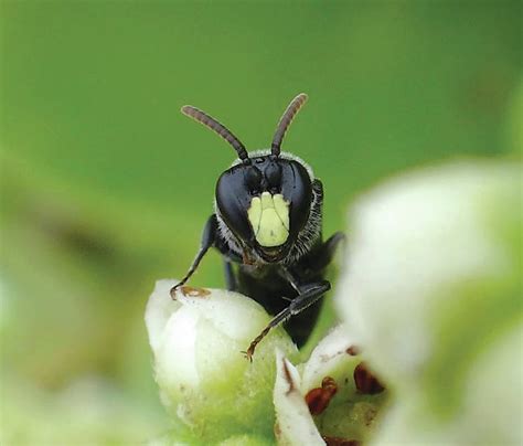 Endangered Hawaiian yellow-faced bees threatened by invasive ants ...