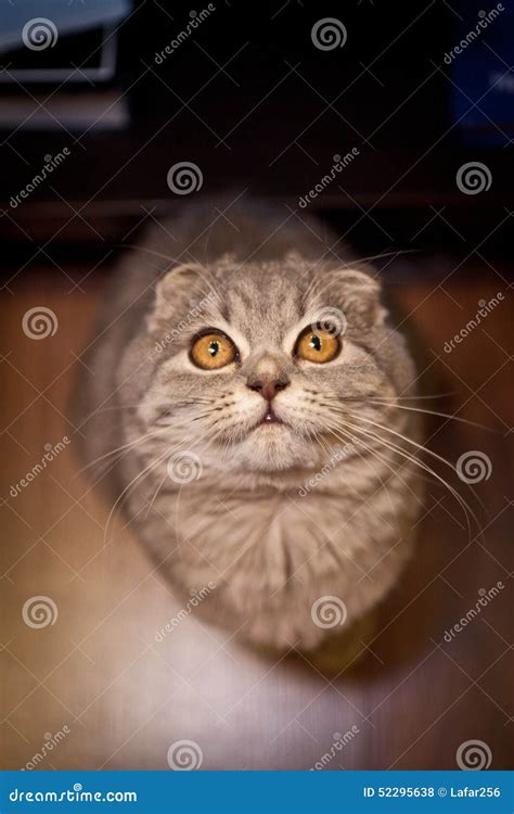 Lovable Scottish fold cat stock photo. Image of whisker - 52295638