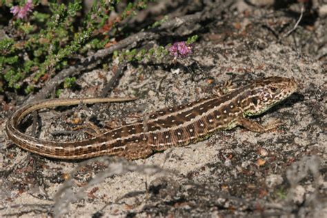 Sand Lizard - True Wildlife Creatures