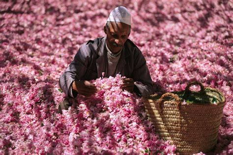 Bridging the Gap: Morocco's Famous Rose Festival at Kelaât M'Gouna