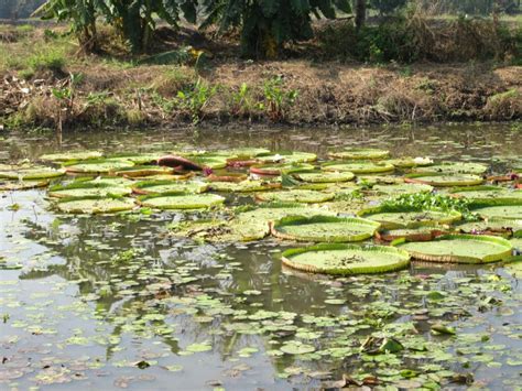 Victoria amazonica 40 seeds - Tropics @Home